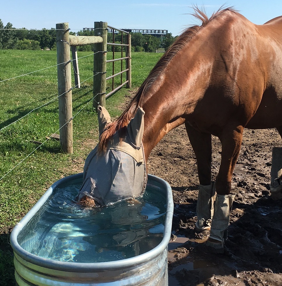 Goldfish in livestock outlet water tanks